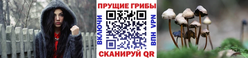 хочу   Горнозаводск  Псилоцибиновые грибы Psilocybe 